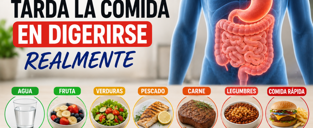 Cuánto tiempo tarda la comida en digerirse realmente